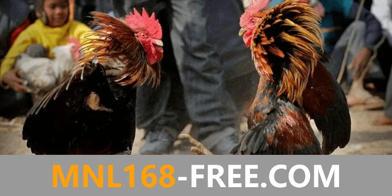 mnl168 cockfight